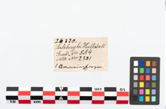 Etikett zu Bronzearmreif (NHMW-PRAE-026330)